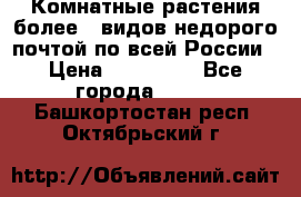 Комнатные растения более200видов недорого почтой по всей России › Цена ­ 100-500 - Все города  »    . Башкортостан респ.,Октябрьский г.